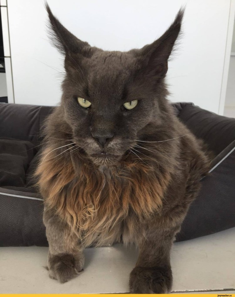 Злобная кошка