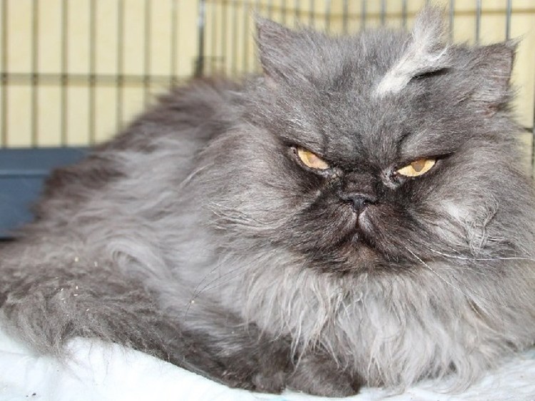 Самые страшные животные