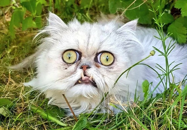 Персидская шиншилла Вилфред