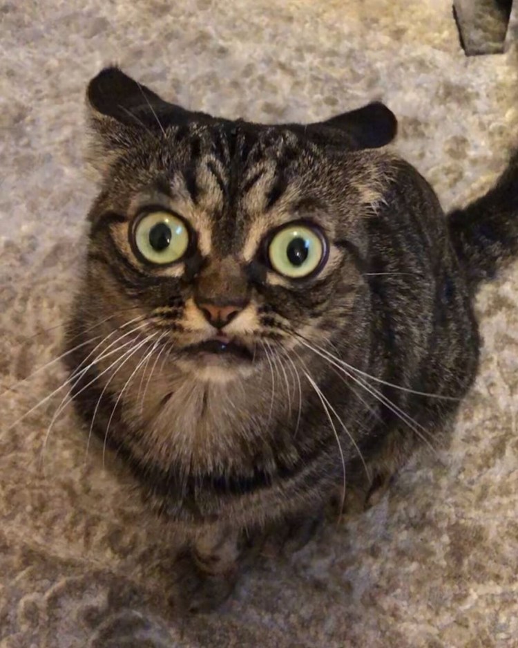 Самая злая порода кошек