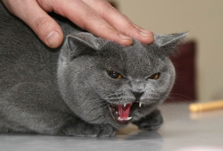 Канадский сфинкс Локи