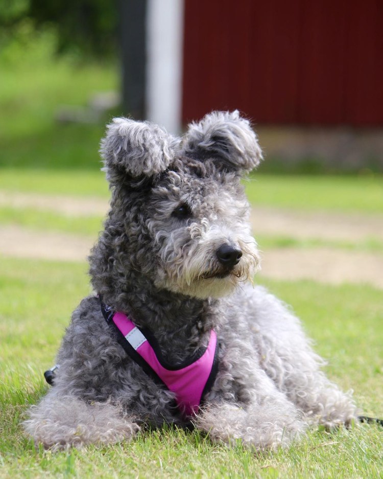 Порода собак пули Пуми