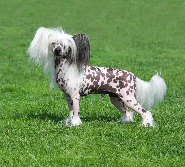 Китайская хохлатая кобби