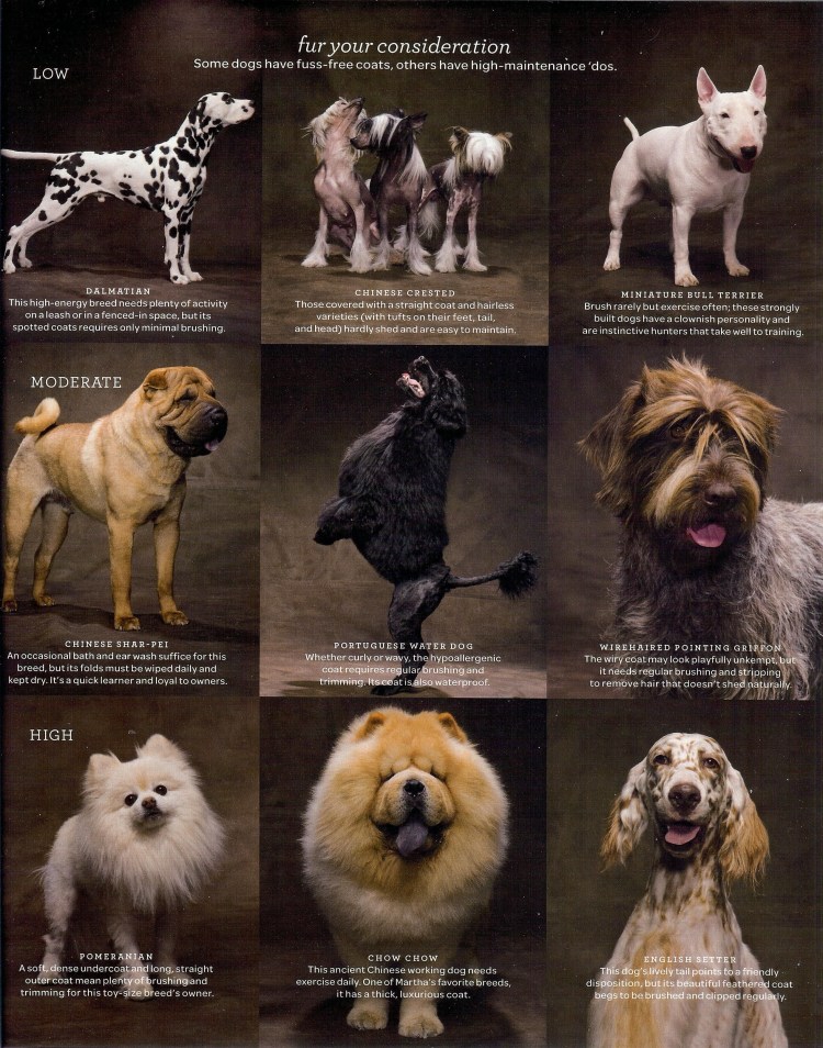 Векторная собака