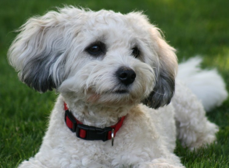 Дизайнерские породы собак