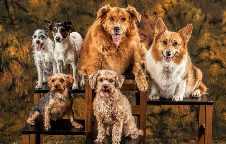 Много собак