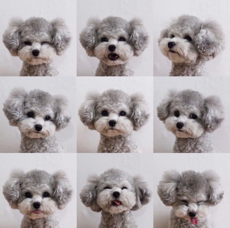 Spicedogsss порода