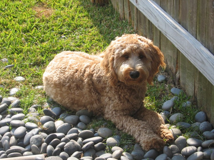 Порода собак лабрадудель