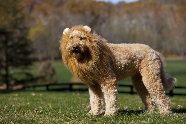 Порода Голдендудль