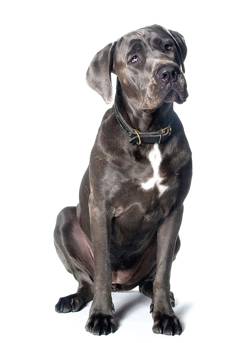 Дизайнерские породы собак