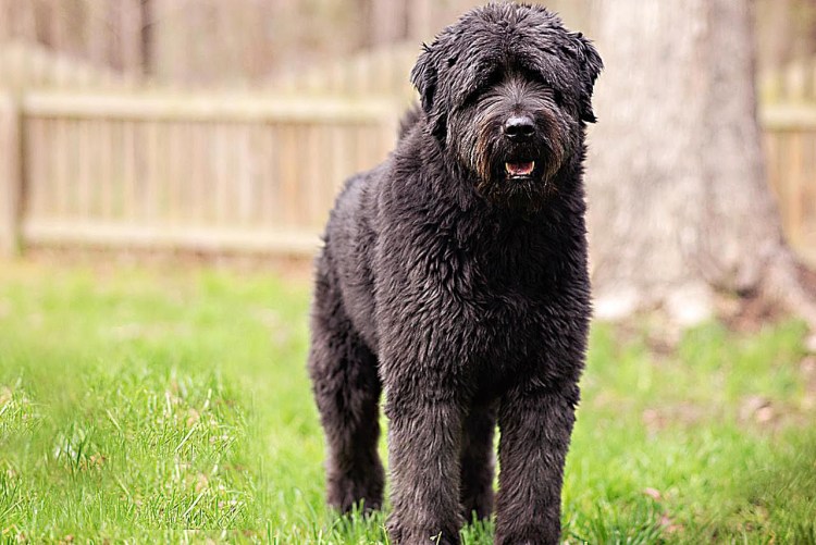 Йоркширский терьер