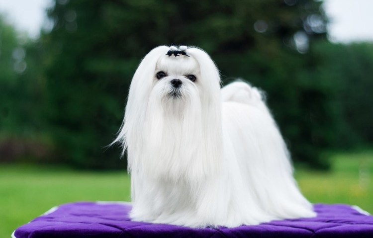 Уиппет порода собак