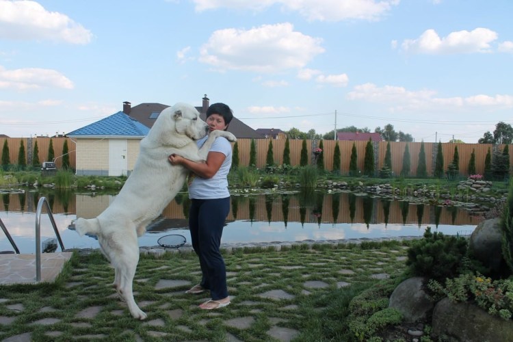 Турецкий алабай кангал