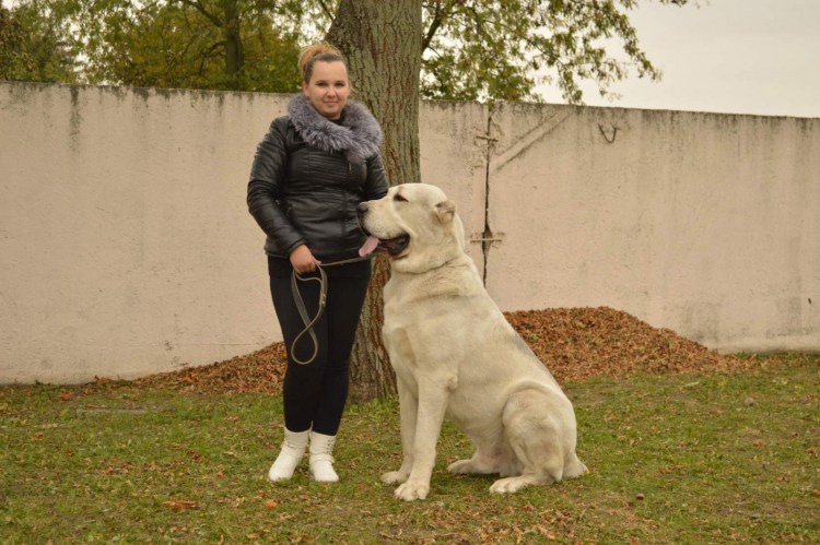 Среднеазиатский волкодав бульдозер