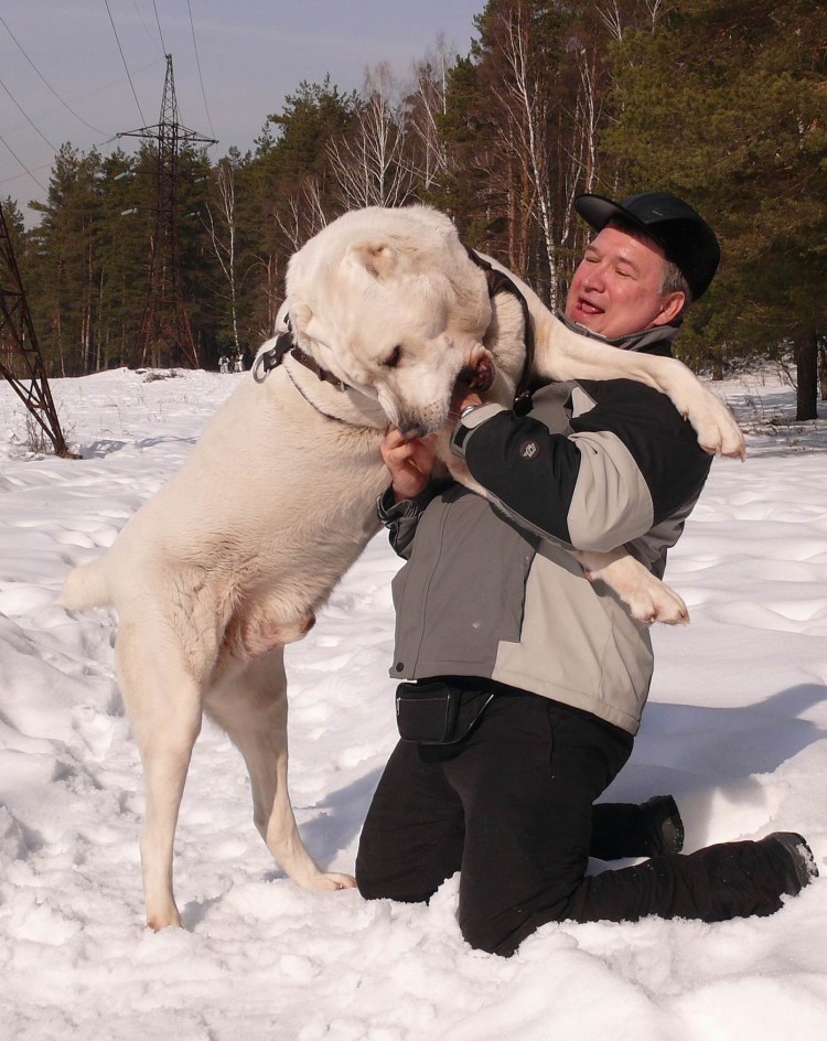 Алабай собака с человеком