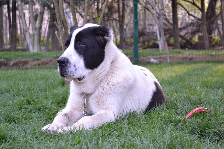 Кавказский волкодав бульдозер