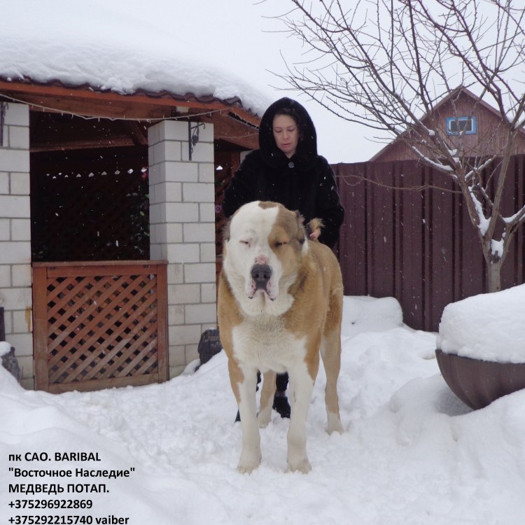 Алабай альбинос