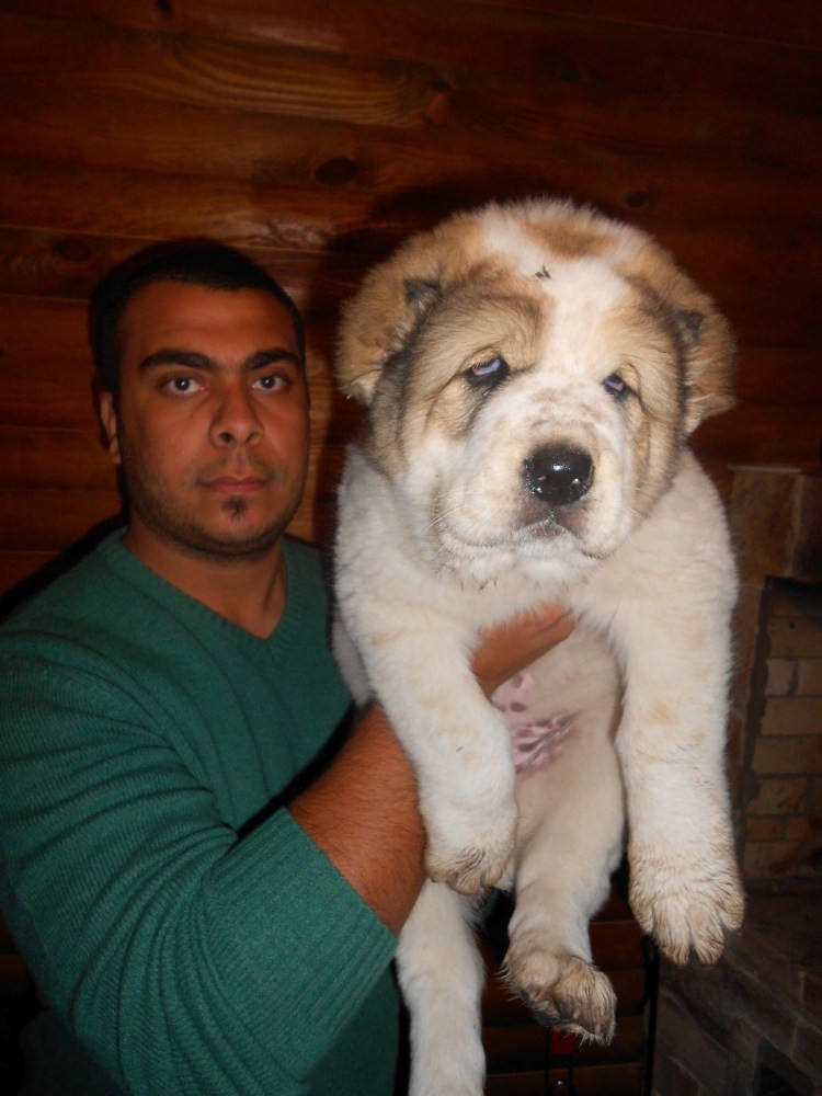 Среднеазиатская овчарка алабай бульдозер