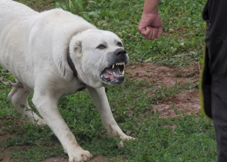 Щенки алабая волкодава