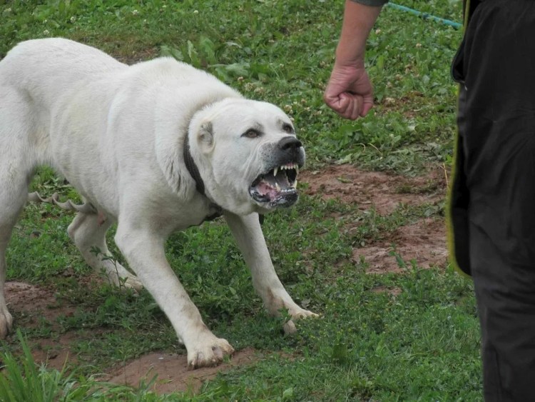 Турецкий алабай кангал
