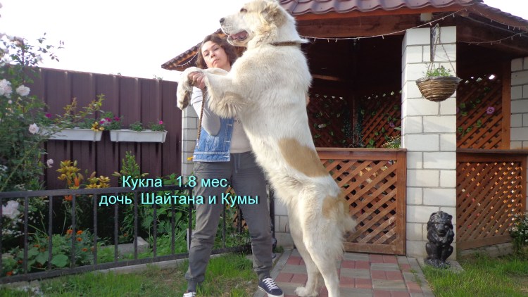 Алабай гигант