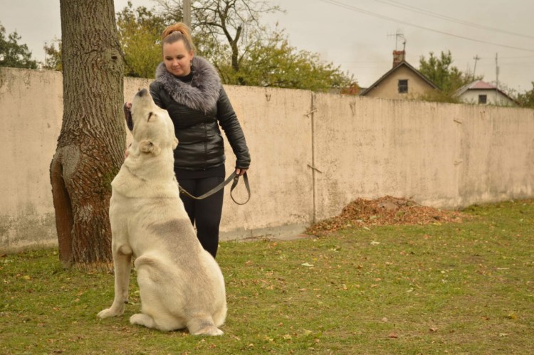 Алабай рост