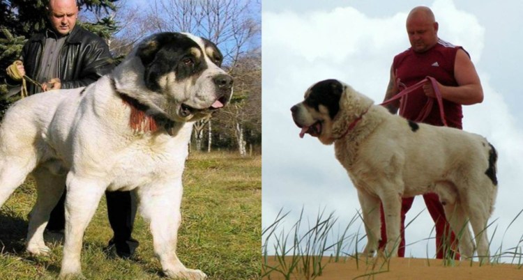 Алабай собака с человеком