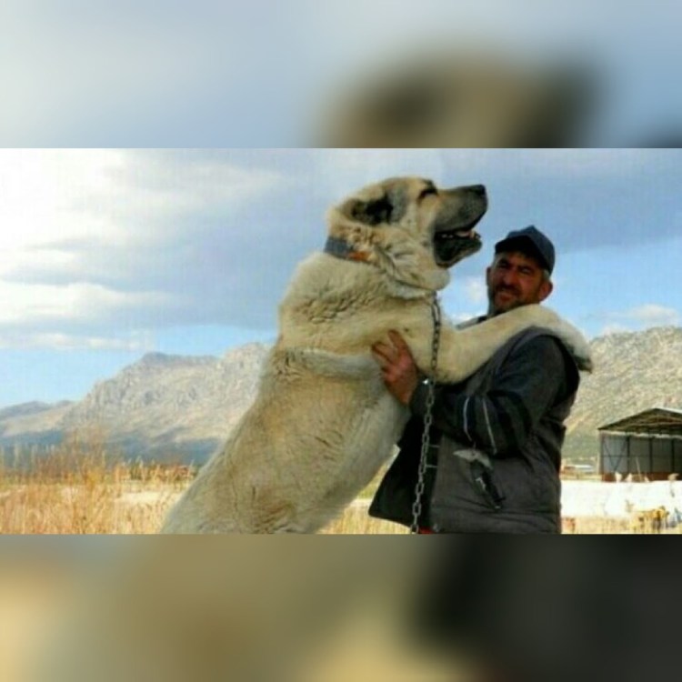 Среднеазиатская овчарка алабай бульдозер