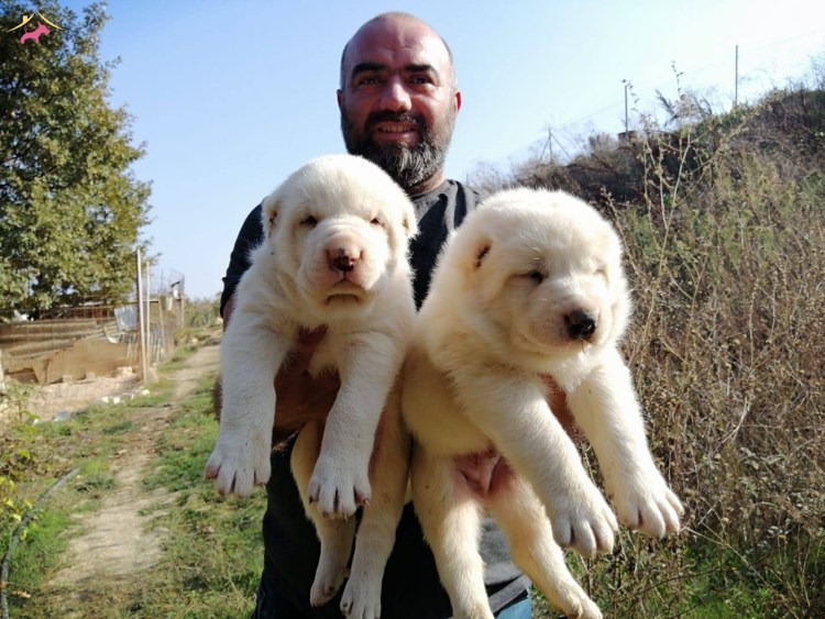 Алабай собака