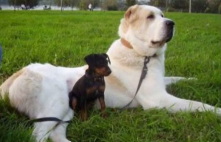 Алабай собака вес