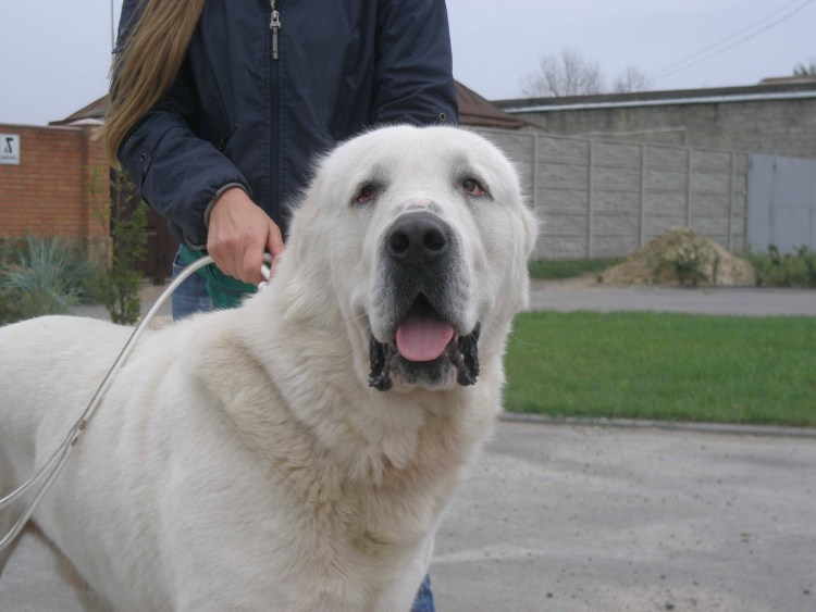 Среднеазиатская овчарка алабай
