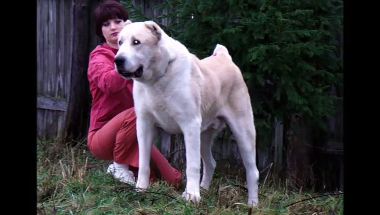 Турецкий кангал Аслан