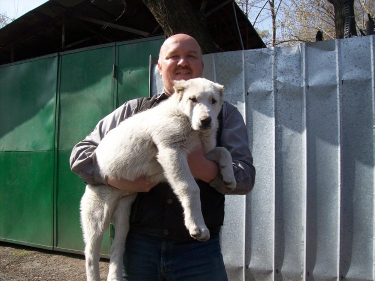 Алабай турецкий волкодав