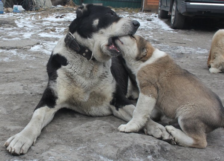Турецкий волкодав кангал
