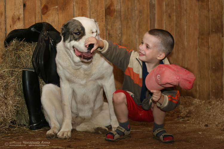 Щенок алабая белый