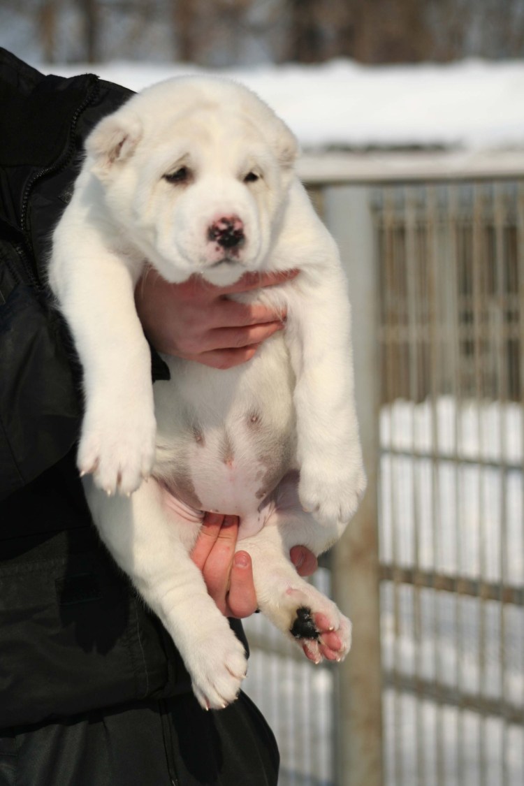 Алабай с терьером