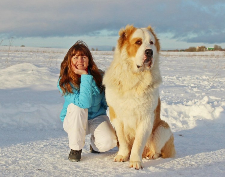 Порода собак алабай с человеком