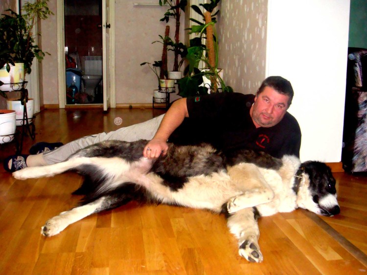 Памятник алабая в Туркменистане