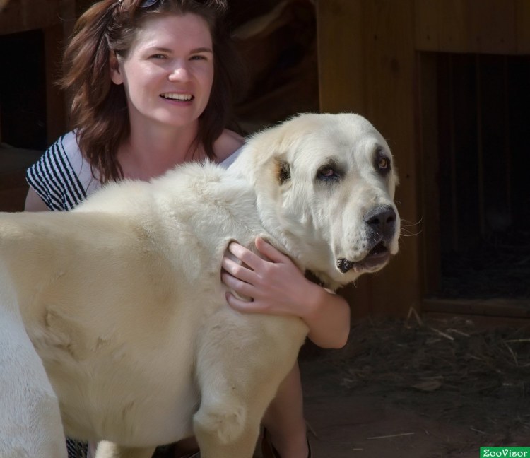 Среднеазиатская овчарка мальчик