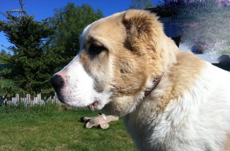 Алабай волкодав длинношерстный