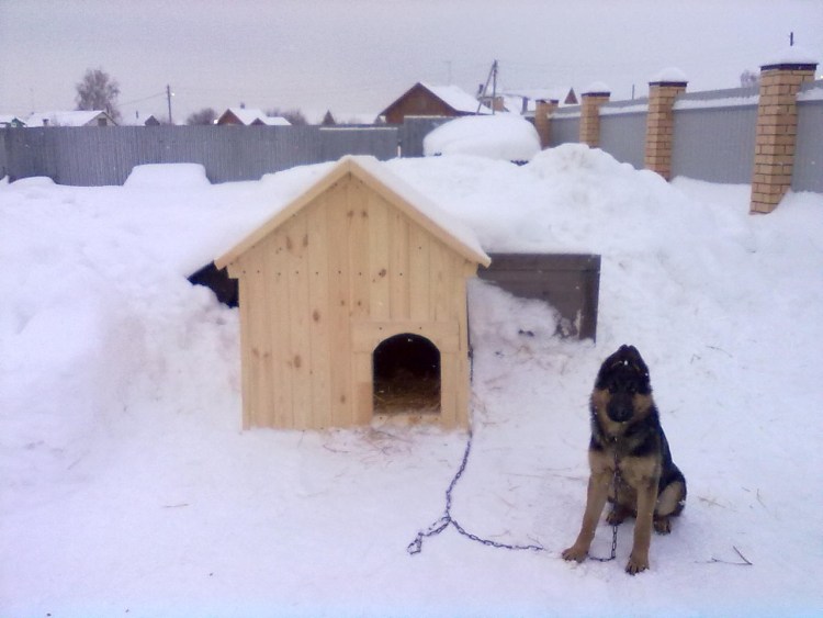 Собачья будка зимой
