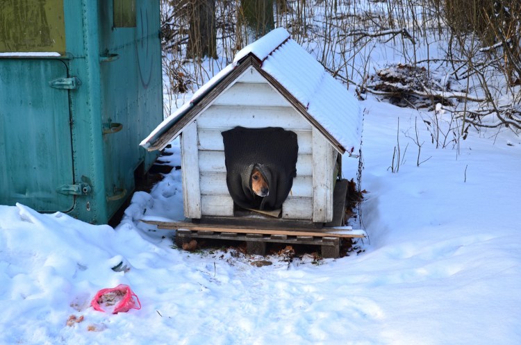 Зимняя собачья будка
