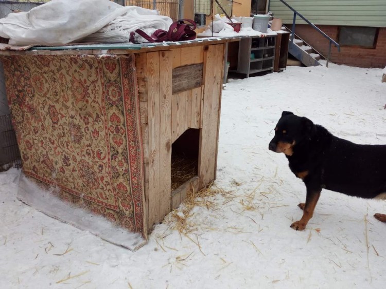 Зимняя будка для ротвейлера