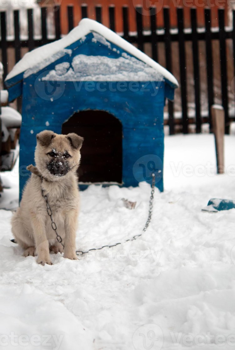 Собачка в конуре зимой