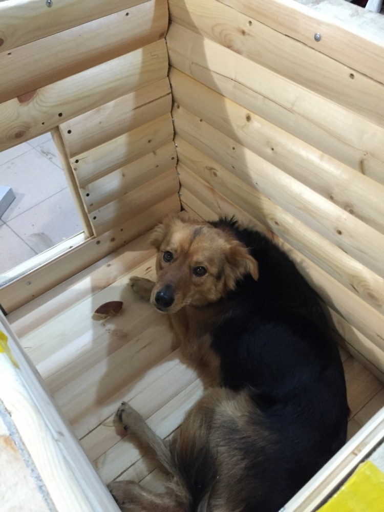 Конура для собаки на зиму