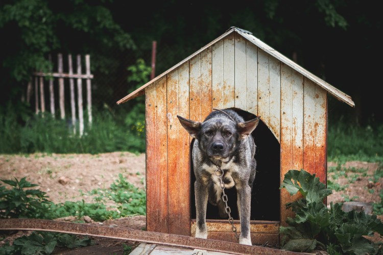 Собака в будке на цепи