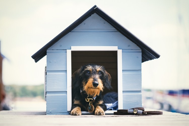 Пес в конуре