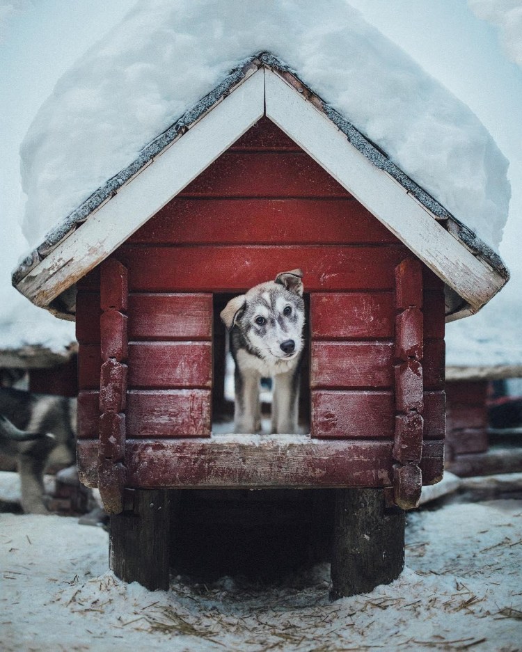 Собака с конурой
