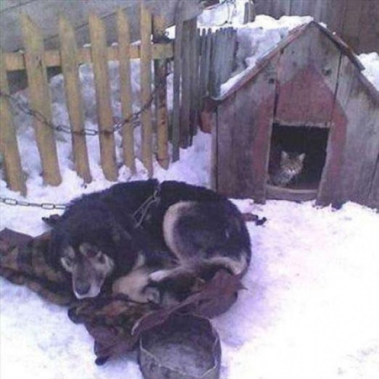 Кот в собачьей конуре