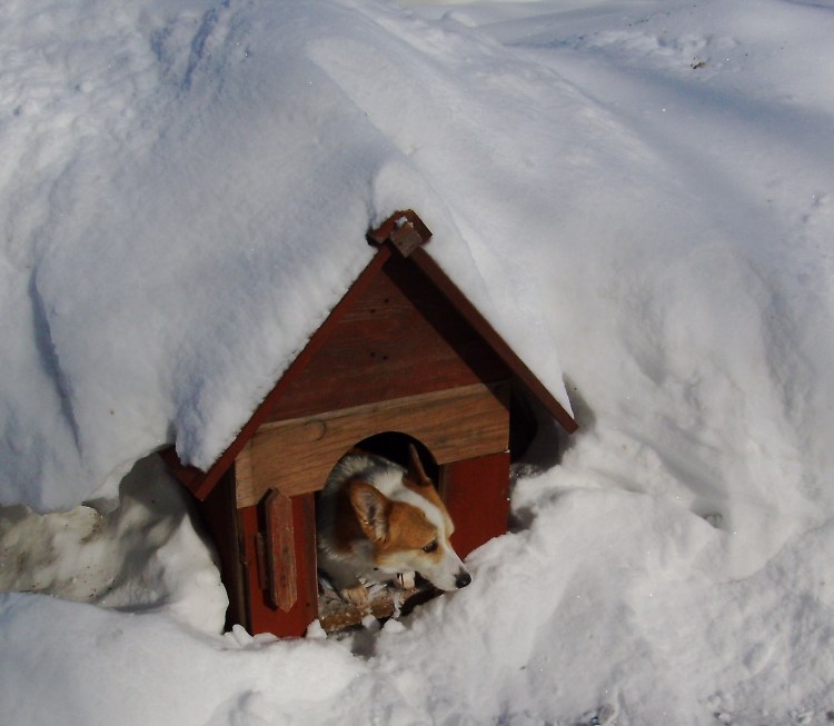 Будка для собаки зимняя